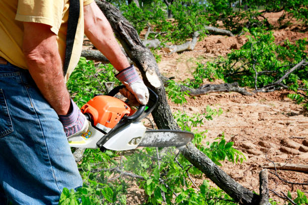 Leaf Removal in East Dundee, IL